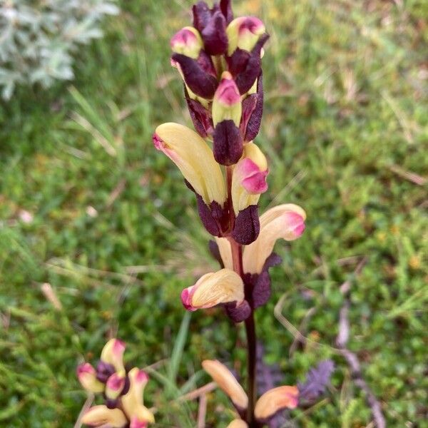 Pedicularis sceptrum-carolinum Flower