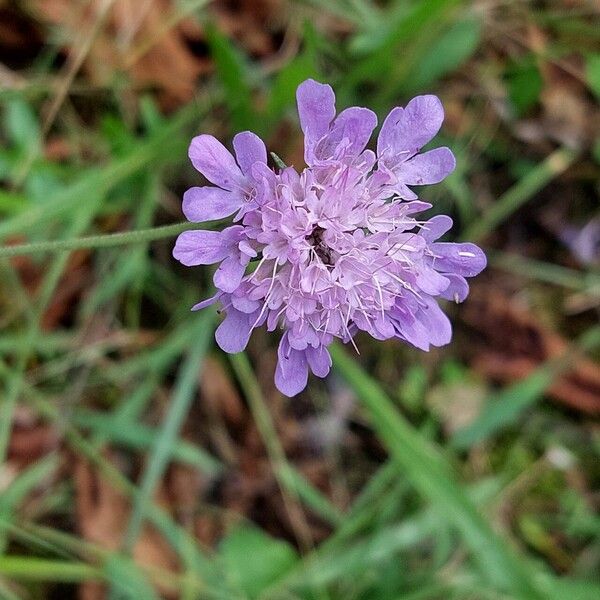 Scabiosa triandra Fiore