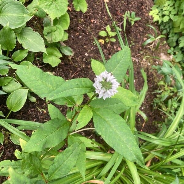 Lysimachia clethroides Hoja