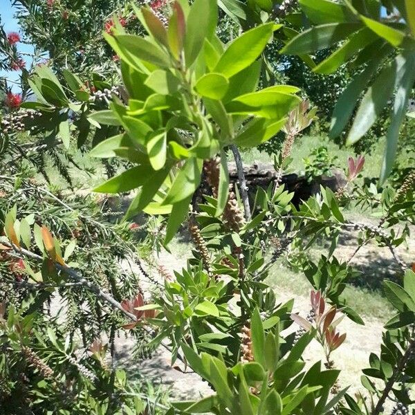 Melaleuca quinquenervia Ліст