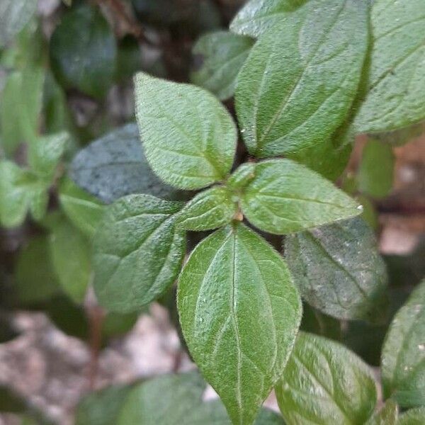 Parietaria judaica Blatt