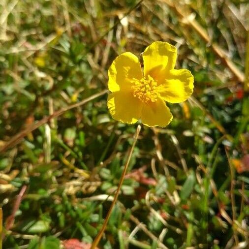 Helianthemum nummularium Blomma