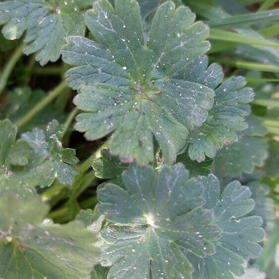 Geranium argenteum Лист