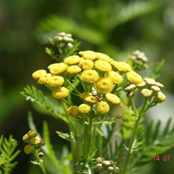 Tanacetum vulgare 花