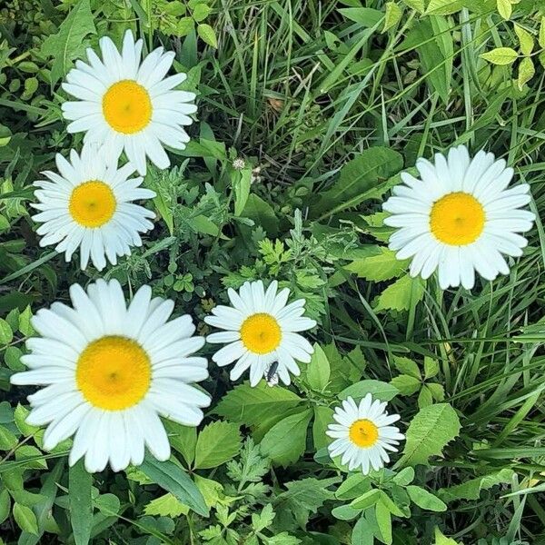 Leucanthemum maximum 花