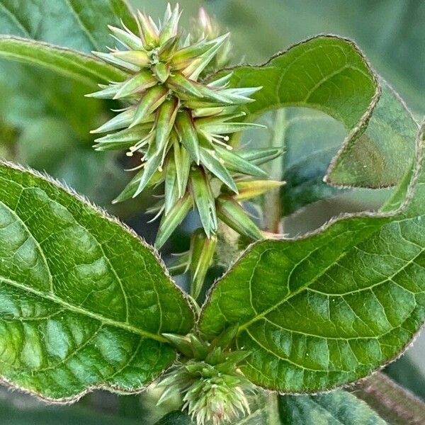 Achyranthes bidentata Flower