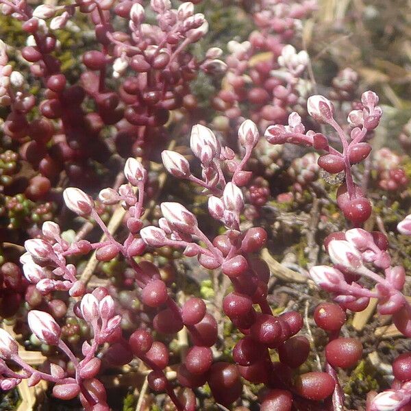 Sedum brevifolium Fleur