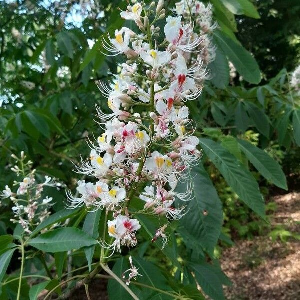 Aesculus indica Flor