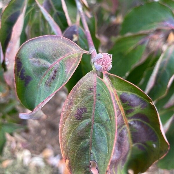 Cornus hongkongensis Fiore