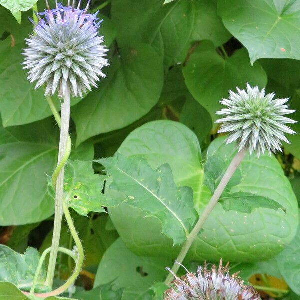 Echinops bannaticus Flower