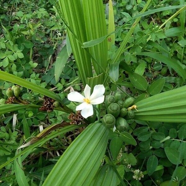 Eleutherine bulbosa 花