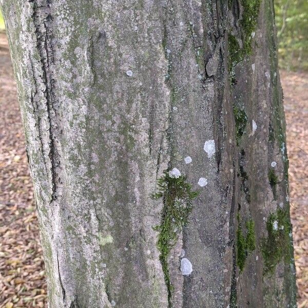 Carpinus betulus Koor