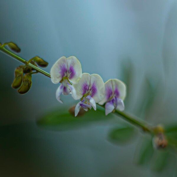 Tephrosia noctiflora Floro