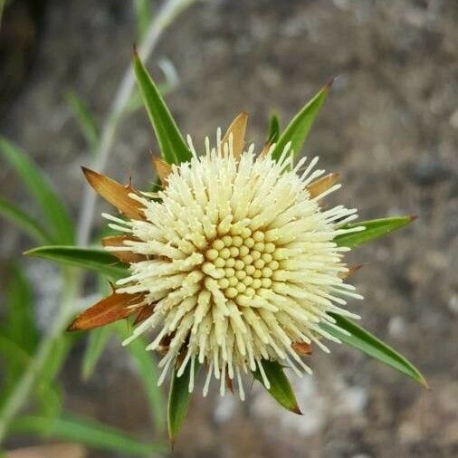 Carlina salicifolia Flower