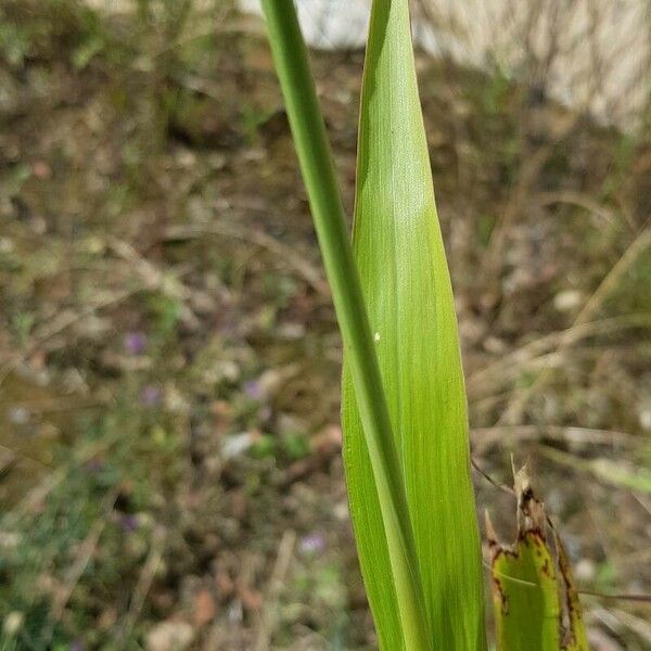 Sorghum halepense Листок