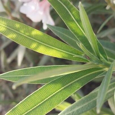 Nerium oleander Levél