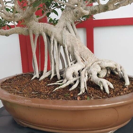 Ficus microcarpa Kora