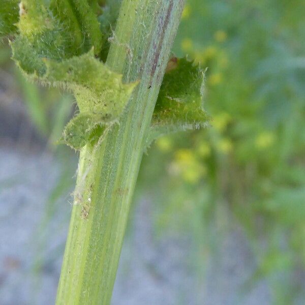 Cichorium intybus Casca