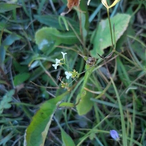 Asperula tinctoria Flors