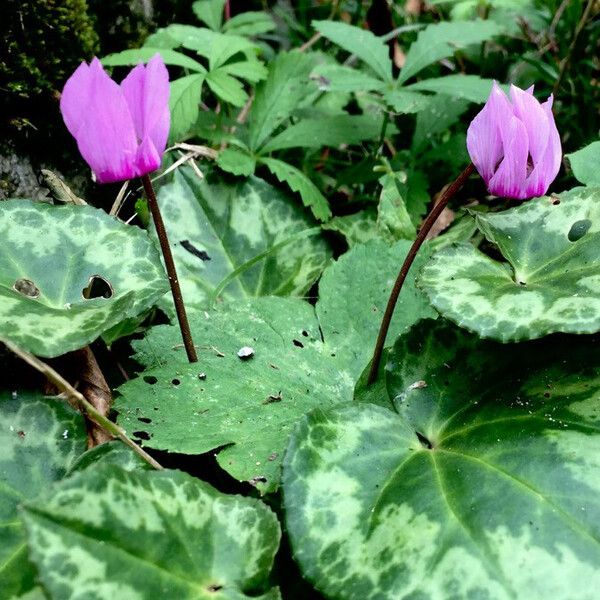 Cyclamen purpurascens Vekstform