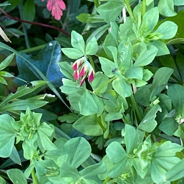 Lotus corniculatus Folha