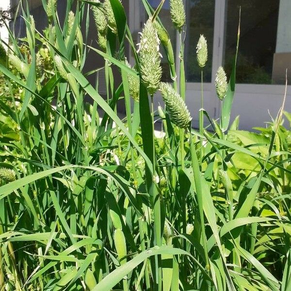 Phalaris canariensis Агульны выгляд