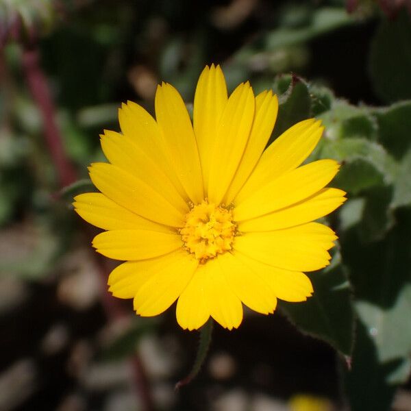 Calendula suffruticosa Floro