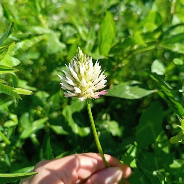 Trifolium vesiculosum 花