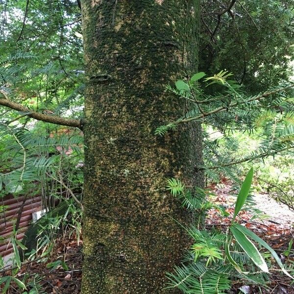 Abies homolepis Bark