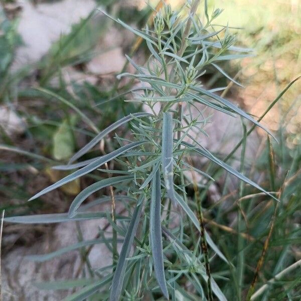 Linaria angustissima Ліст