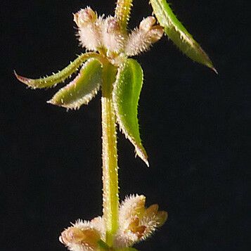 Galium verticillatum Drugo