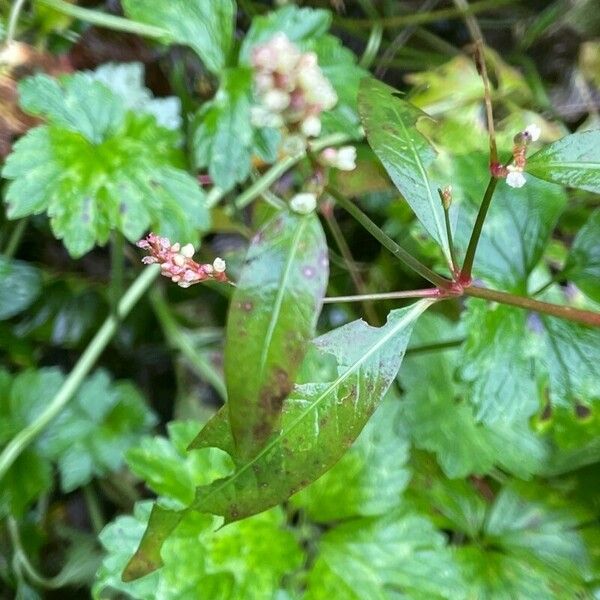 Persicaria minor Liść