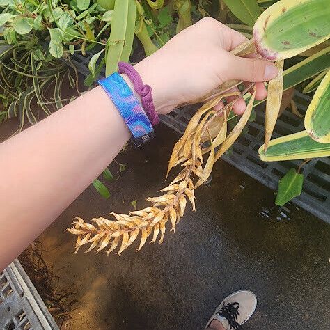 Aechmea nudicaulis Flor