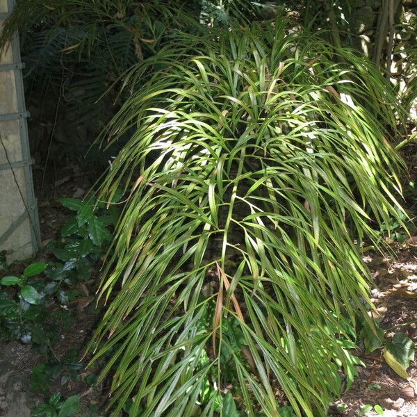 Cycas debaoensis