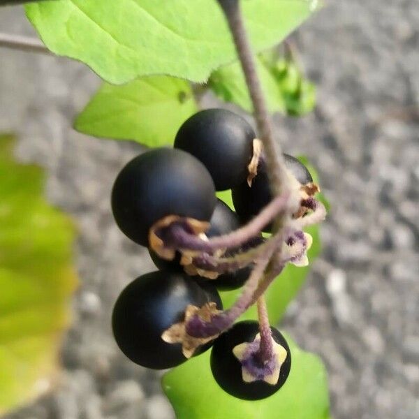 Solanum nigrum Plod