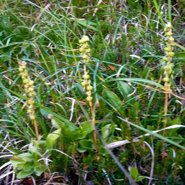 Orthilia secunda Habit