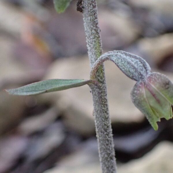 Epipactis microphylla 花