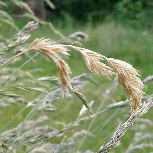 Festuca rubra Frukt