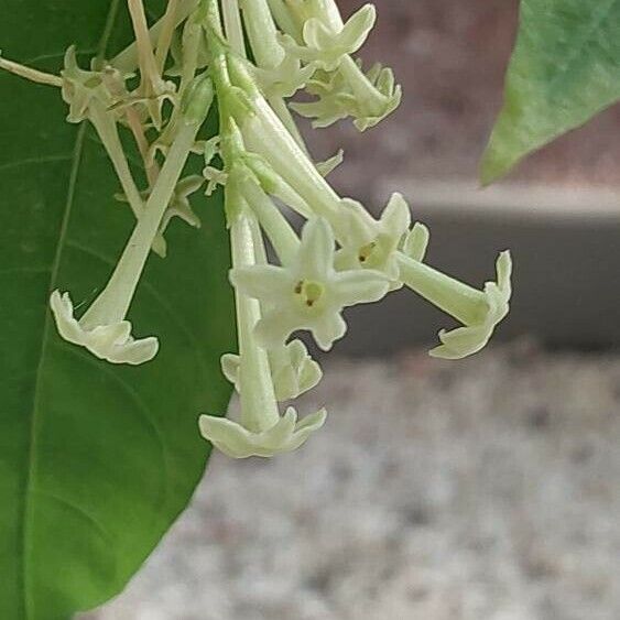 Cestrum nocturnum Flower