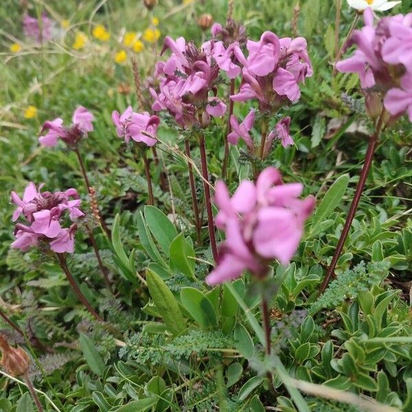 Pedicularis rostratocapitata ᱵᱟᱦᱟ