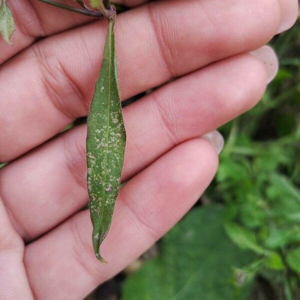 Lapsana communis Leaf