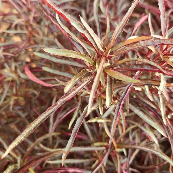 Alternanthera paronychioides Feuille