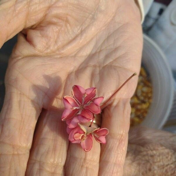 Euonymus europaeus Vili