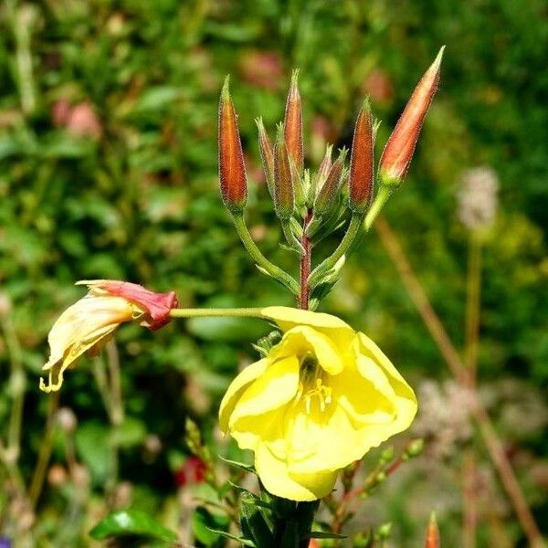 Oenothera stricta Flower