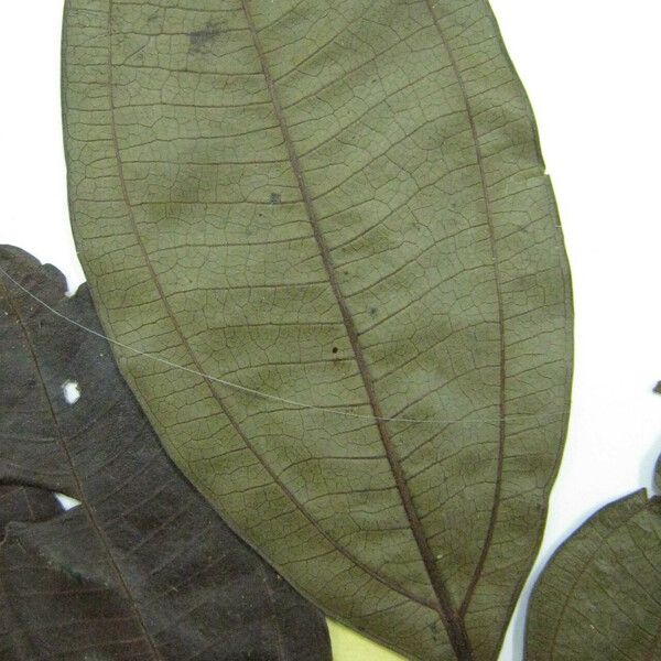 Miconia poeppigii Muu