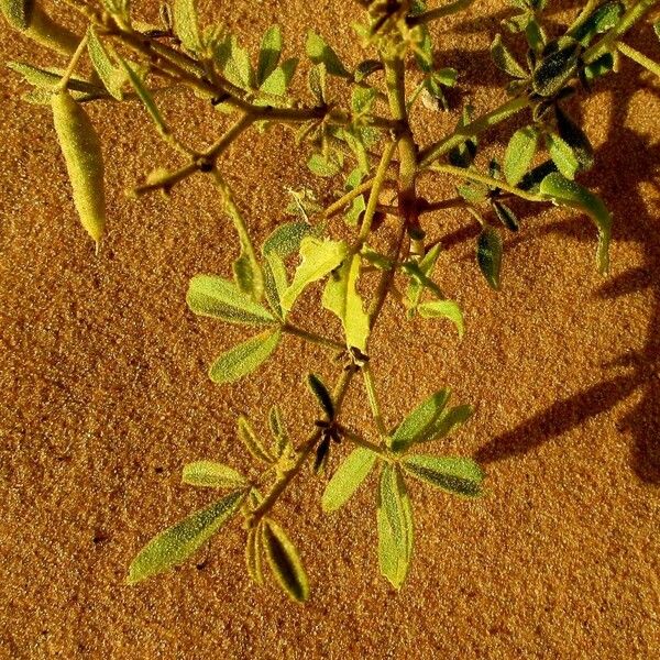 Cleome amblyocarpa Leaf