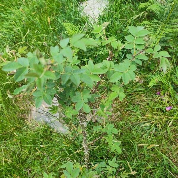 Rosa tomentosa Folha