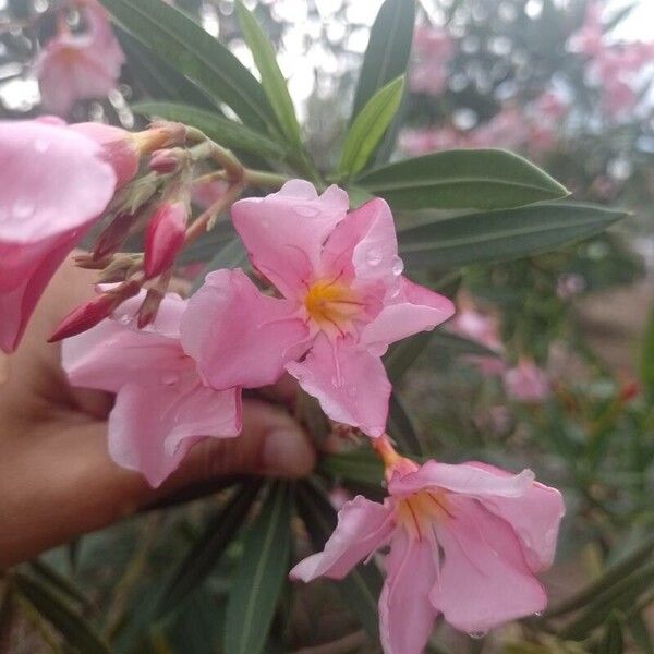 Nerium oleander Flor