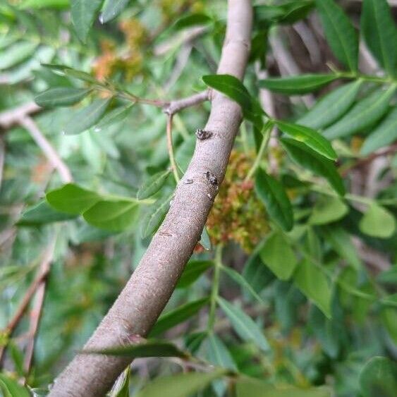 Pistacia lentiscus Rusca