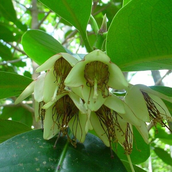 Crossostylis grandiflora Flower